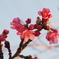 寒緋桜さいていました、春は近いかな