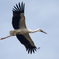 コウノトリの飛翔①