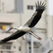 都会で飛ぶコウノトリ