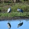 Sandhill Cranes 11-18-25
