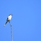 Loggerhead Shrike 11-18-25