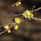 花散歩遅咲きロウバイ１
