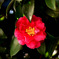 山茶花 
