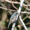 ルリビタキ