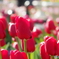 チューリップ4