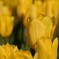 チューリップ-2