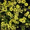 黄色く咲く