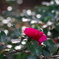 山茶花_神代植物公園