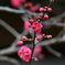 紅梅咲く