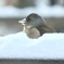 雪の中のカワラヒワ①