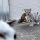 野良猫のカツアゲ