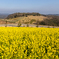 菜の花畑2026