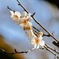 2026  1月　石神井公園　梅林