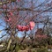 2026  石神井公園　三宝寺池　梅林　紅梅