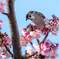 桜とスズメ