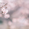 冬に咲く…sakura✿.*・
