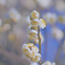 梅開花