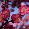 ③ 春のような陽気に、梅の花が見頃に・・・