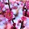 ④ 春のような陽気に、梅の花が見頃に・・・
