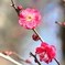 紅く咲く梅の花