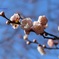 梅の花