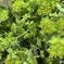 Bupleurum
