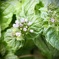 アップルミント１mmの花