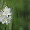 白い水仙