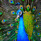孔雀