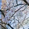 銀座の桜