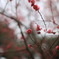 紅梅