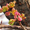 河津桜　蕾
