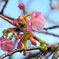 河津桜　開花