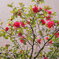 壁際の山茶花