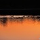 夕景に浮かぶ白鳥