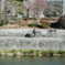 鴨川サイクリング