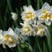 八重の水仙