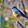 ルリビタキ♂