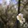 Ume