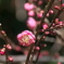 紅梅