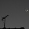 細い月