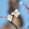 梅開花