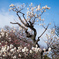 青空に映える早咲き梅