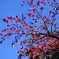 青空と花楸樹