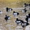 都内公園・群れを成すキンクロハジロ