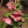 クリスマスローズ