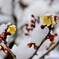雪の梅林公園！　6　1/23