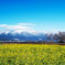 菜の花と雪山