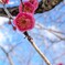 早咲きの紅梅