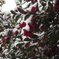 真っ赤な山茶花に雪